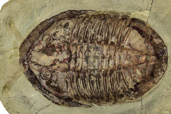 Colorful Asaphid Trilobite With Antennae - Fezouata Formation #356963